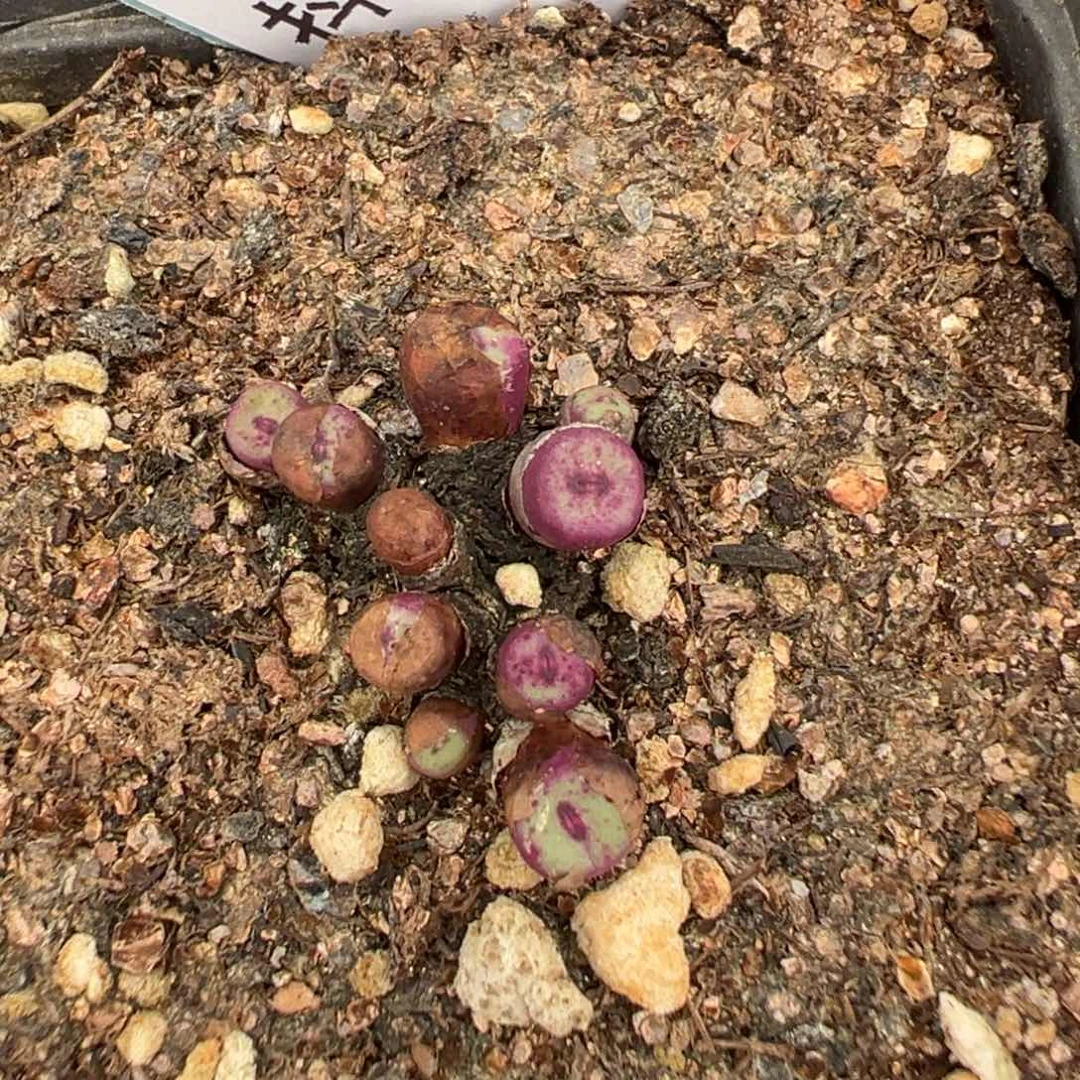 21-114红嘴多肉植物，