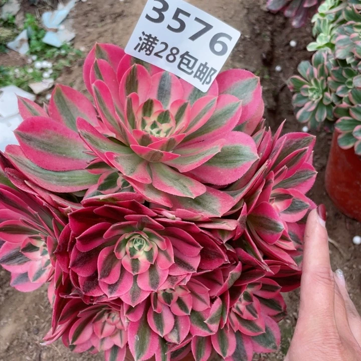 3576一号棚女巫多肉