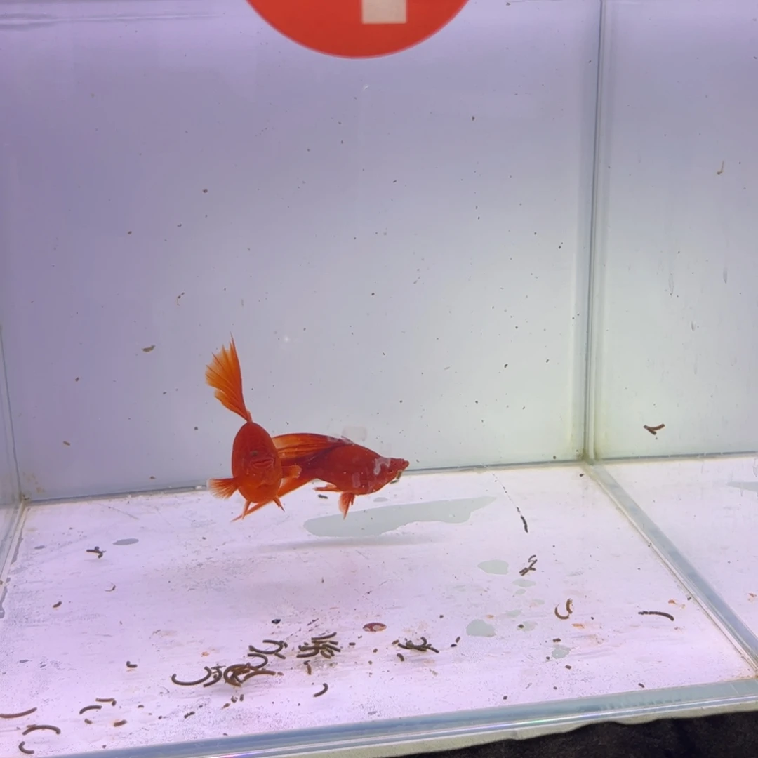 慕***丝红剑鱼高鳍红箭球