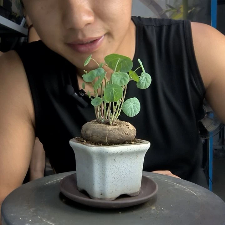 Y****️中青园艺一物一拍124