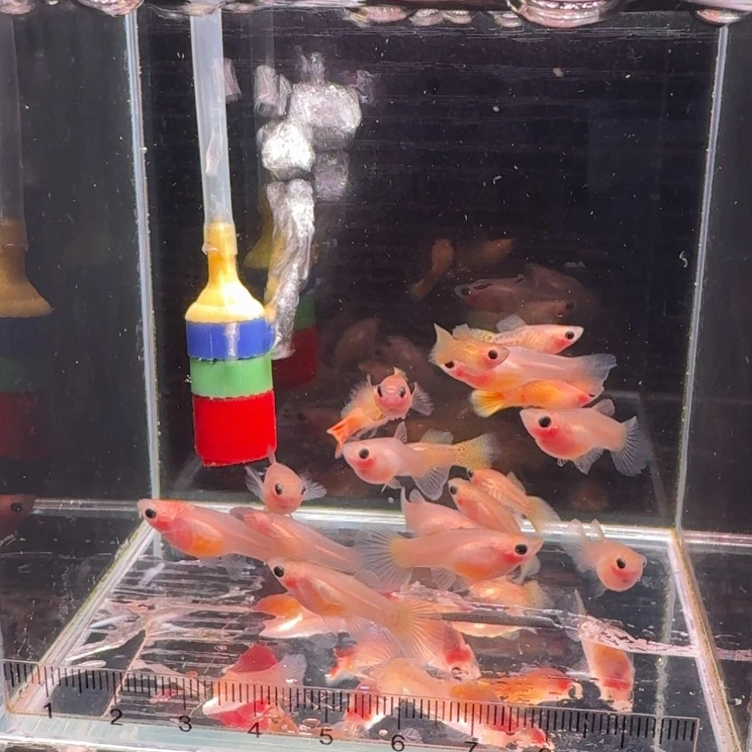 孔雀鱼福利玻璃体猫8➕2备损