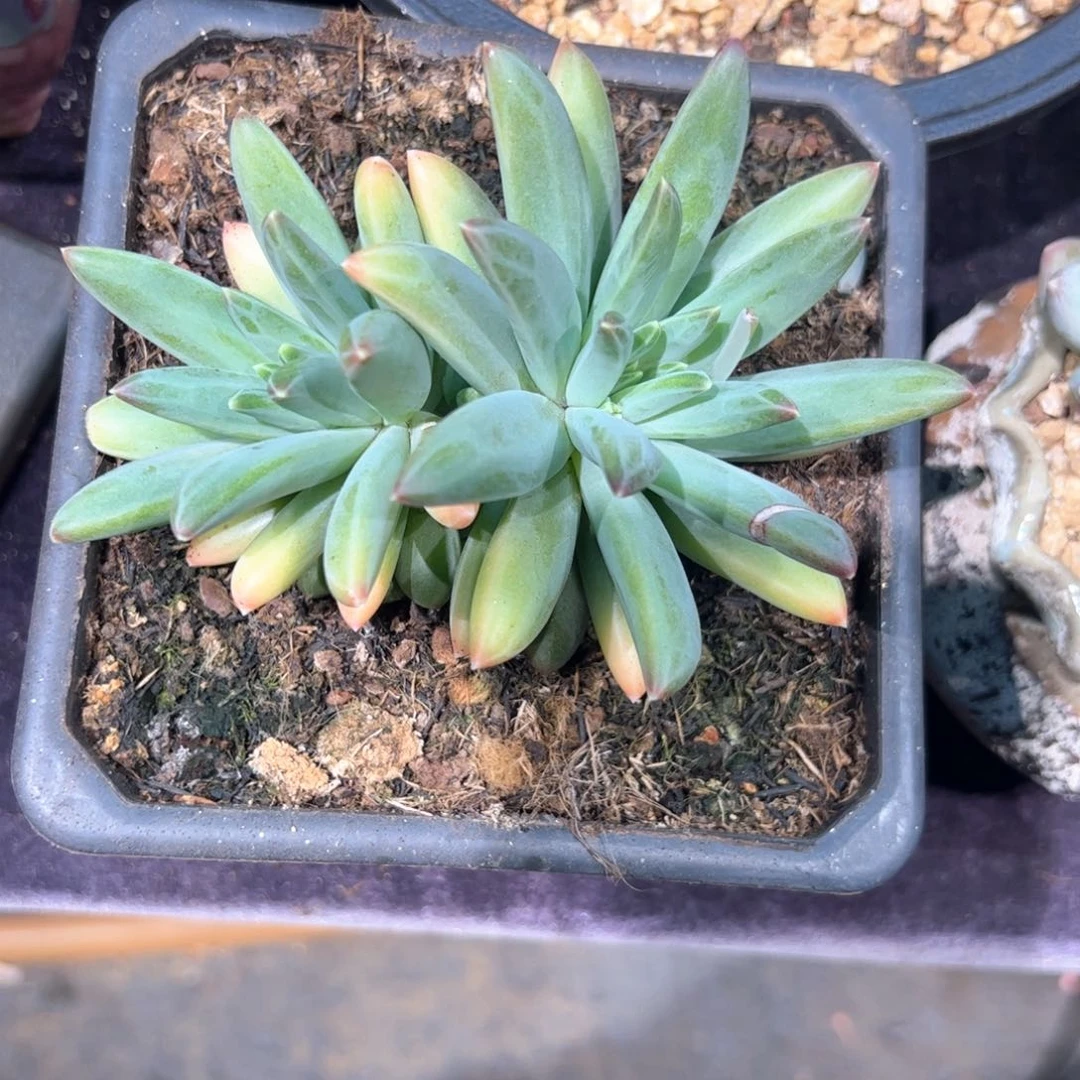 子*多肉植物多肉植物