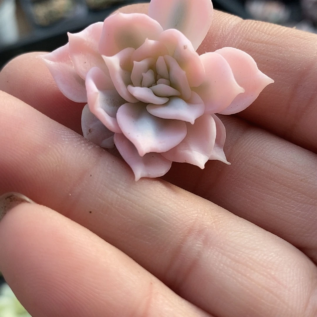 134粉蓝鸟宽锦多肉植物