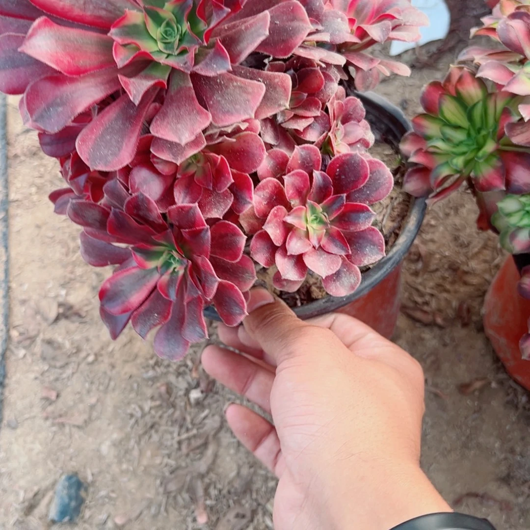 750美杜莎多肉植物法师多肉