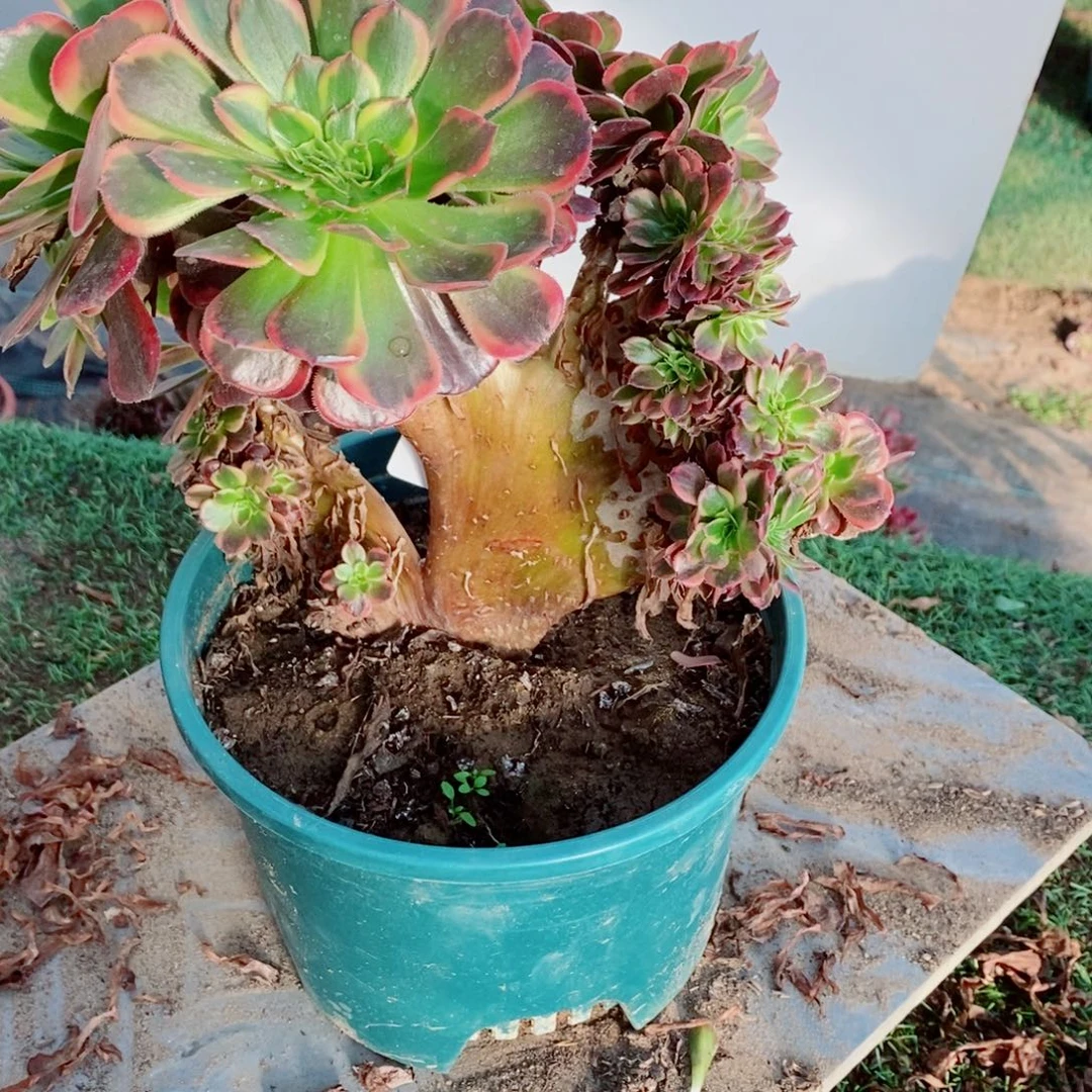 完全开放6163号安娜缀化1颗