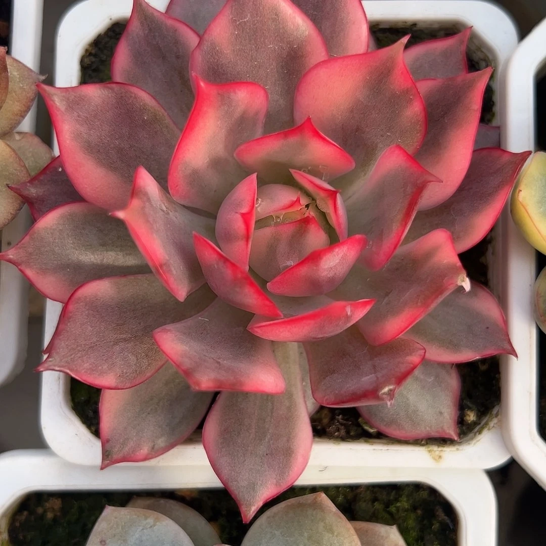 宝莲灯锦多肉植物