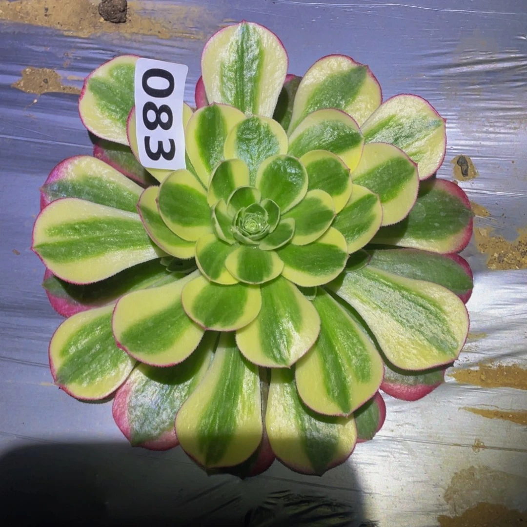 镜花水月多肉植物083