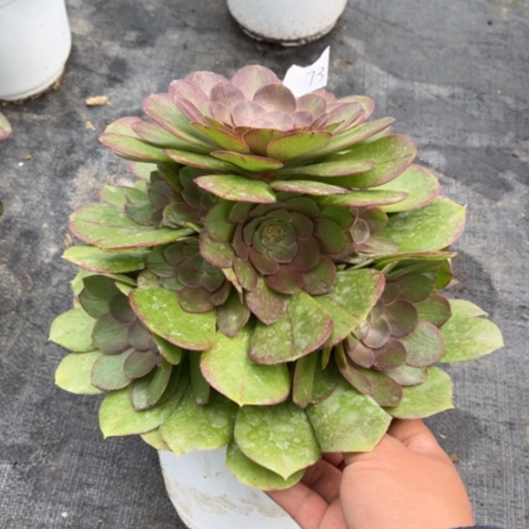 【闪购商品】73莎啦碗多肉法师