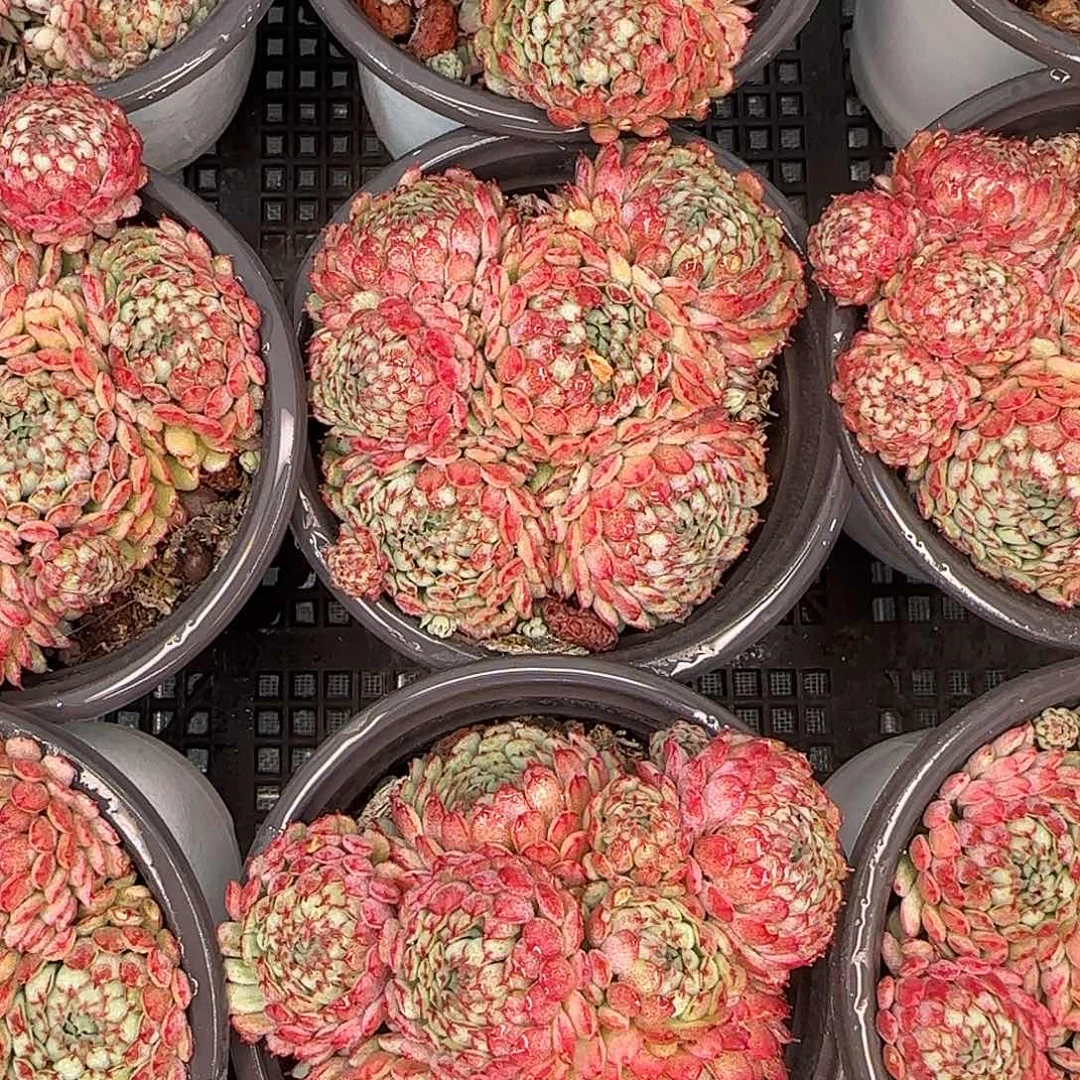 从前慢甄选多肉编号小红船