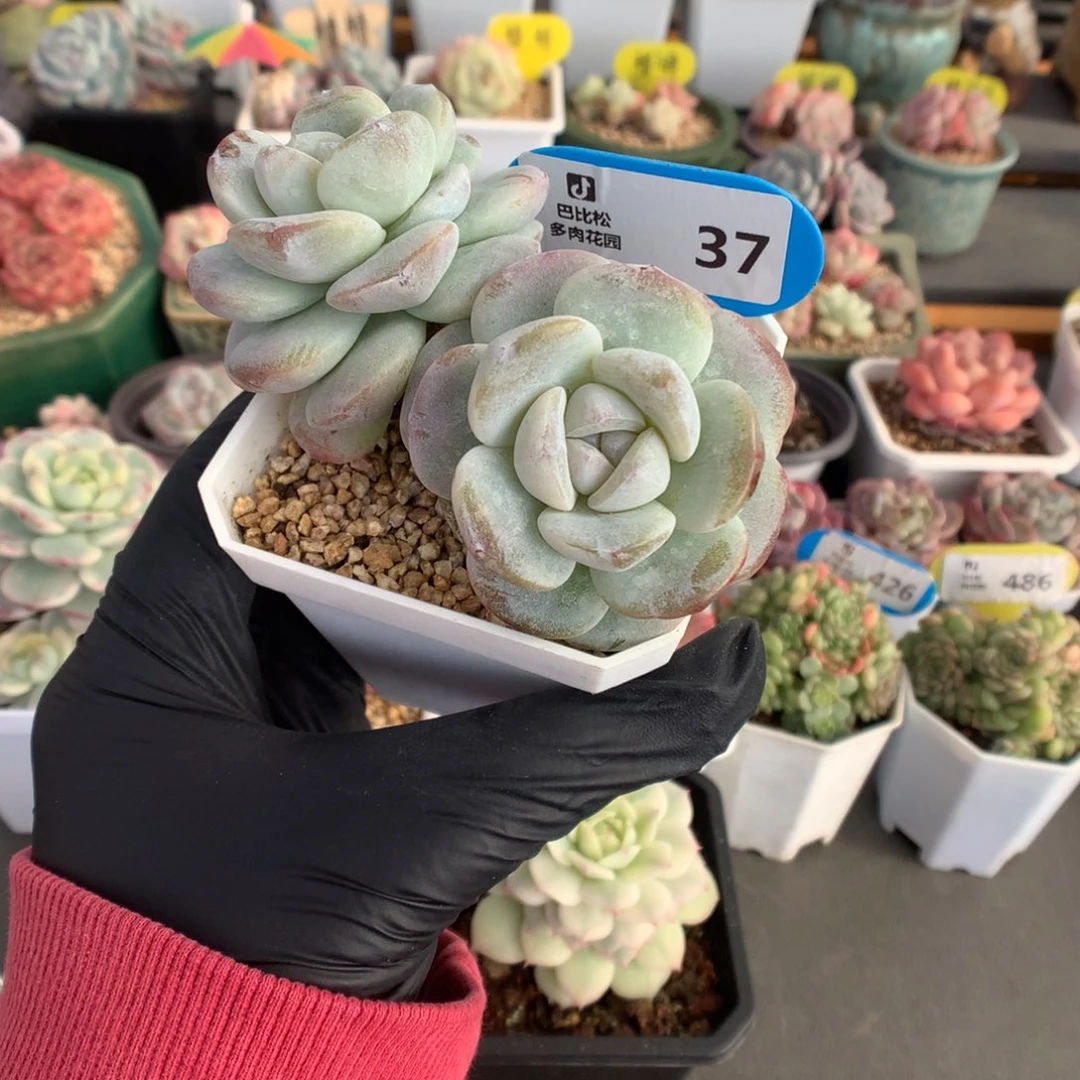 37 圆脸长腿冰玉石化