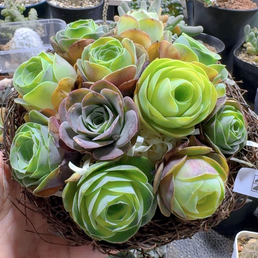 257山地玫瑰一套带鸟窝