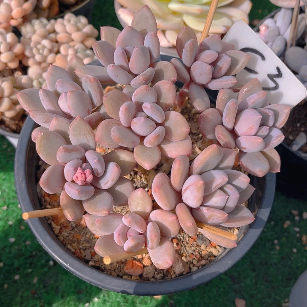 可****、C3fghjjjnnnjj