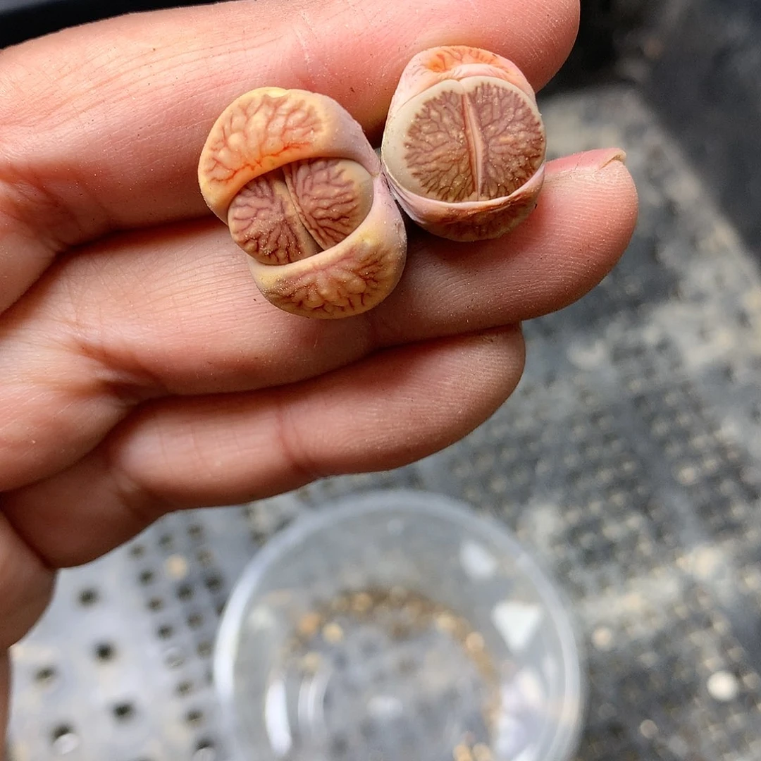 E182多肉植物保护