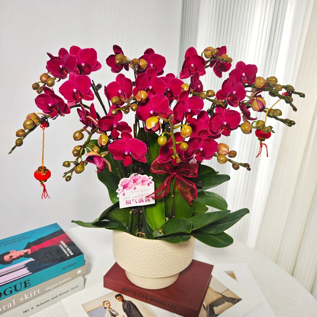 蝴蝶兰<蒙特勒>微瑕红色系 鲜花绿植 带花带花苞 陶瓷盆随发