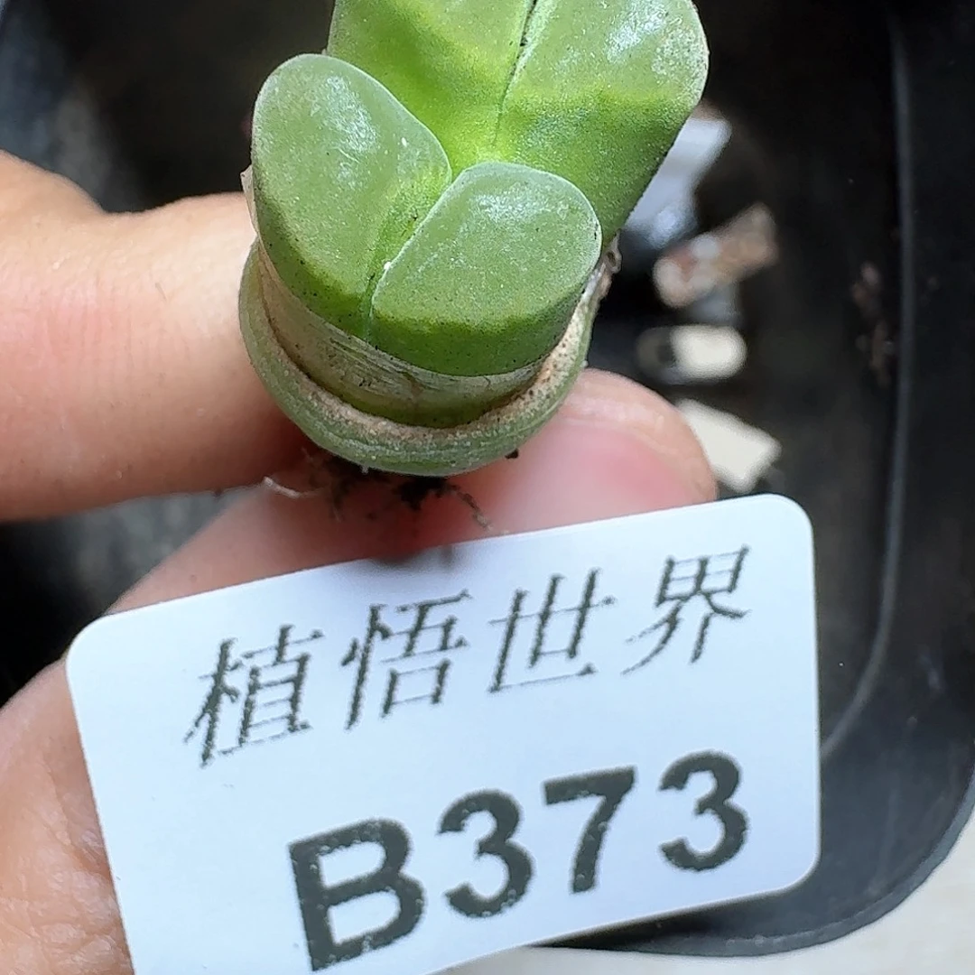 373号多肉植物哇cv