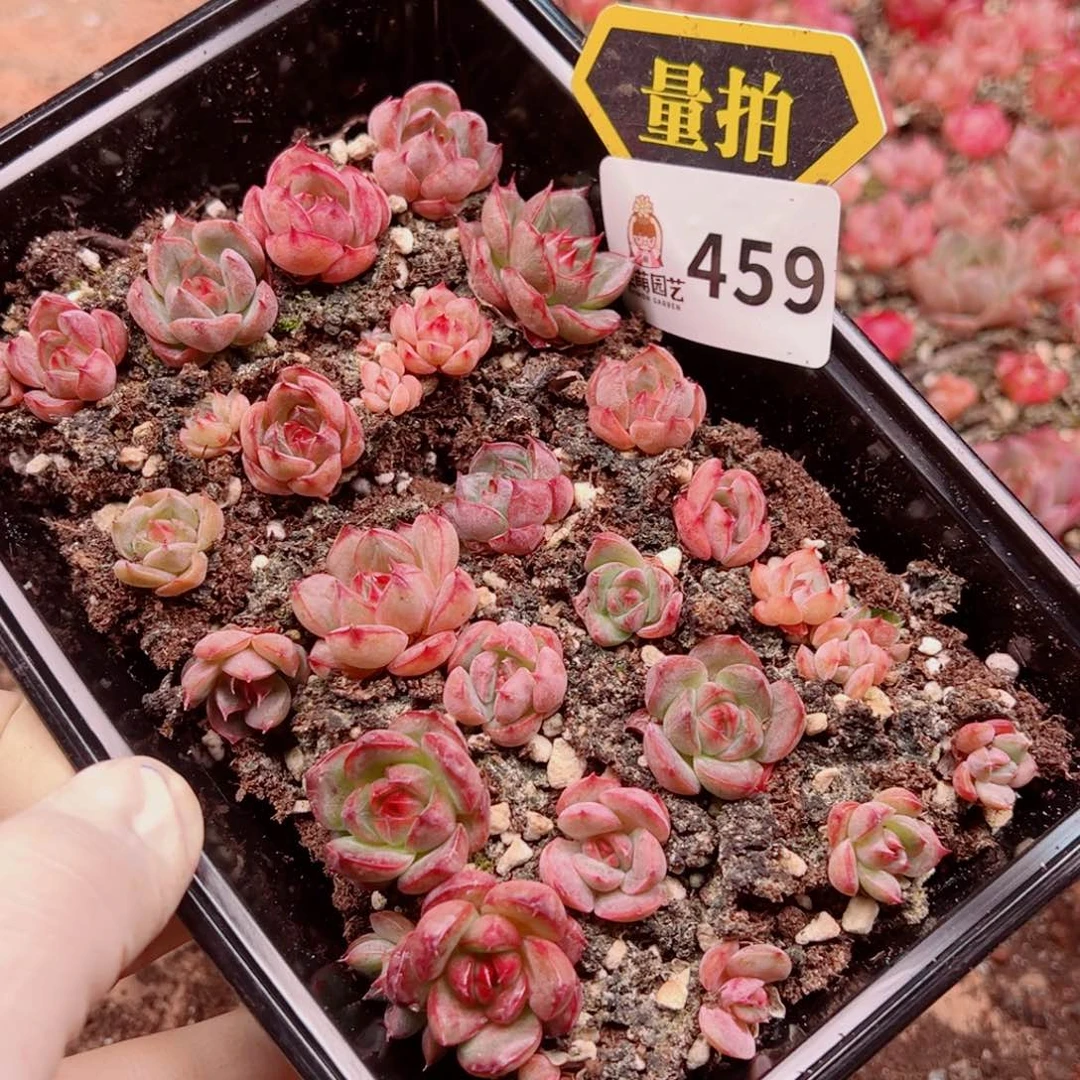 多肉植物多肉植物