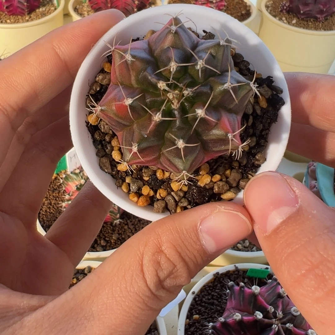 508 好看的米哈冲冲冲