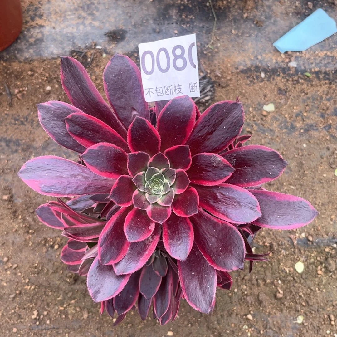 80号，金丝确法师锦