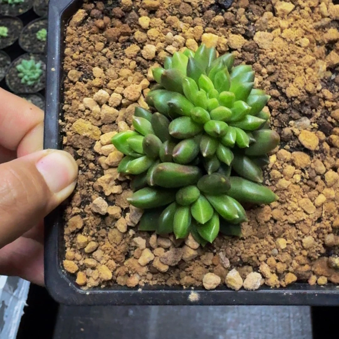 柏拉图 缀化 一物一拍