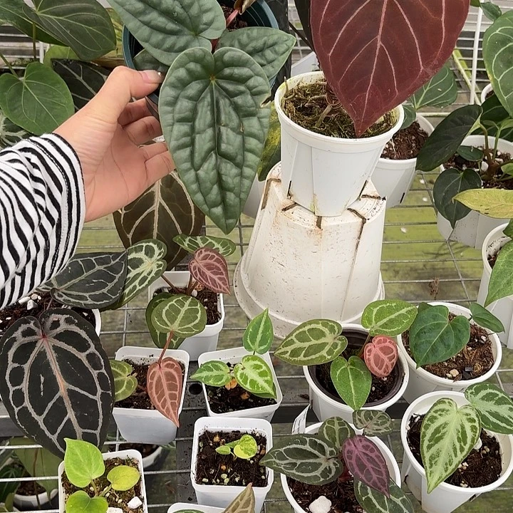 完全开放福利组合奢华 红水晶杂