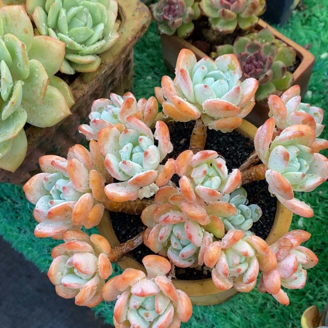 冷香多肉植物盆栽