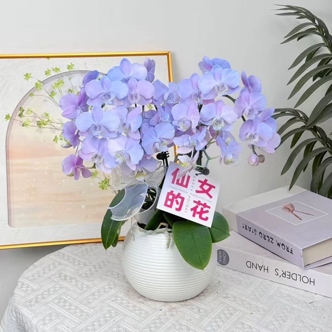 【极光】温柔色系蝴蝶兰鲜花组盆 喷色蝴蝶兰开花株