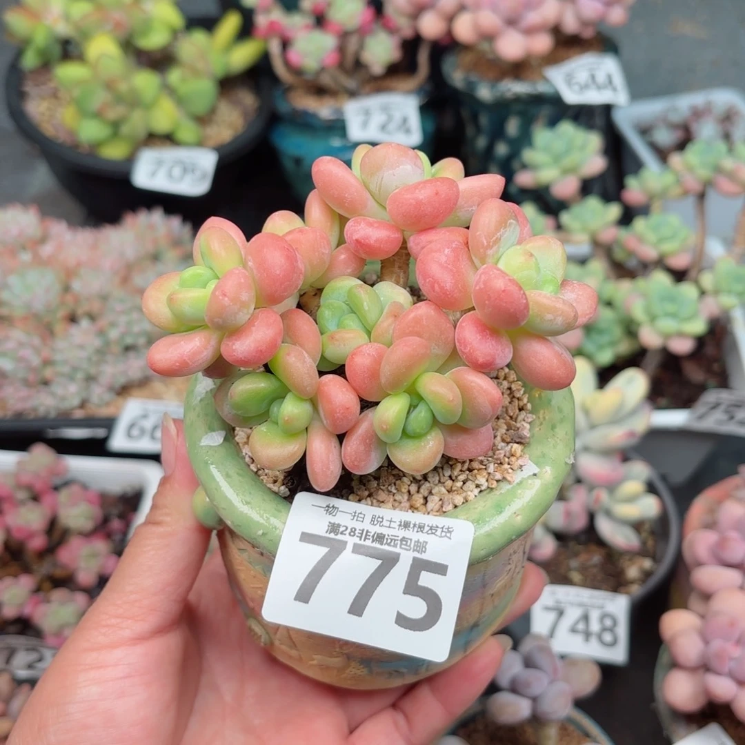 橘子洛神无盆土发货