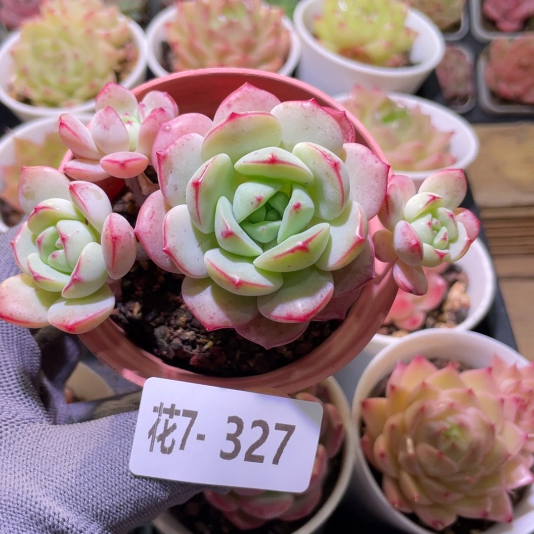 花利美7-327香草群