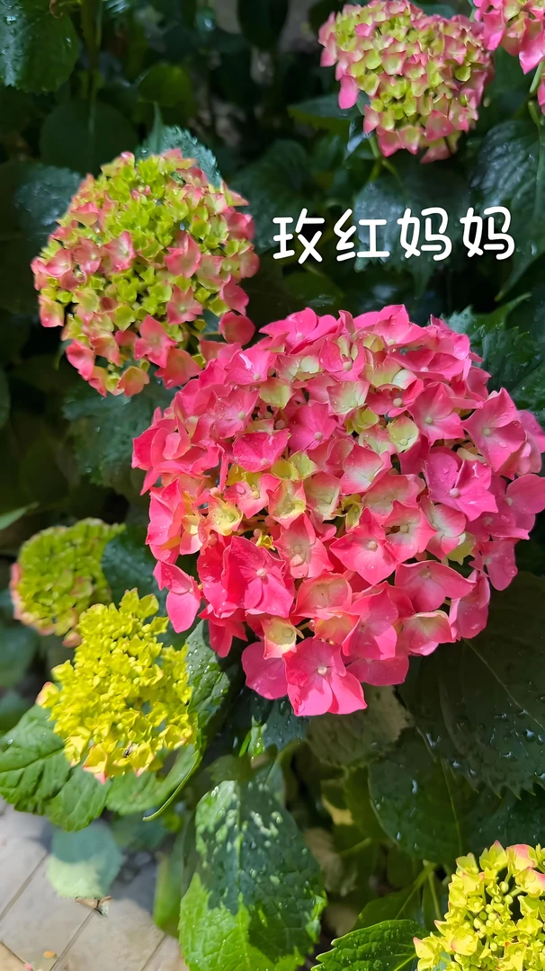 一加仑玫红妈妈3-4个花苞原盆原土发货，只包开箱，介意勿拍！