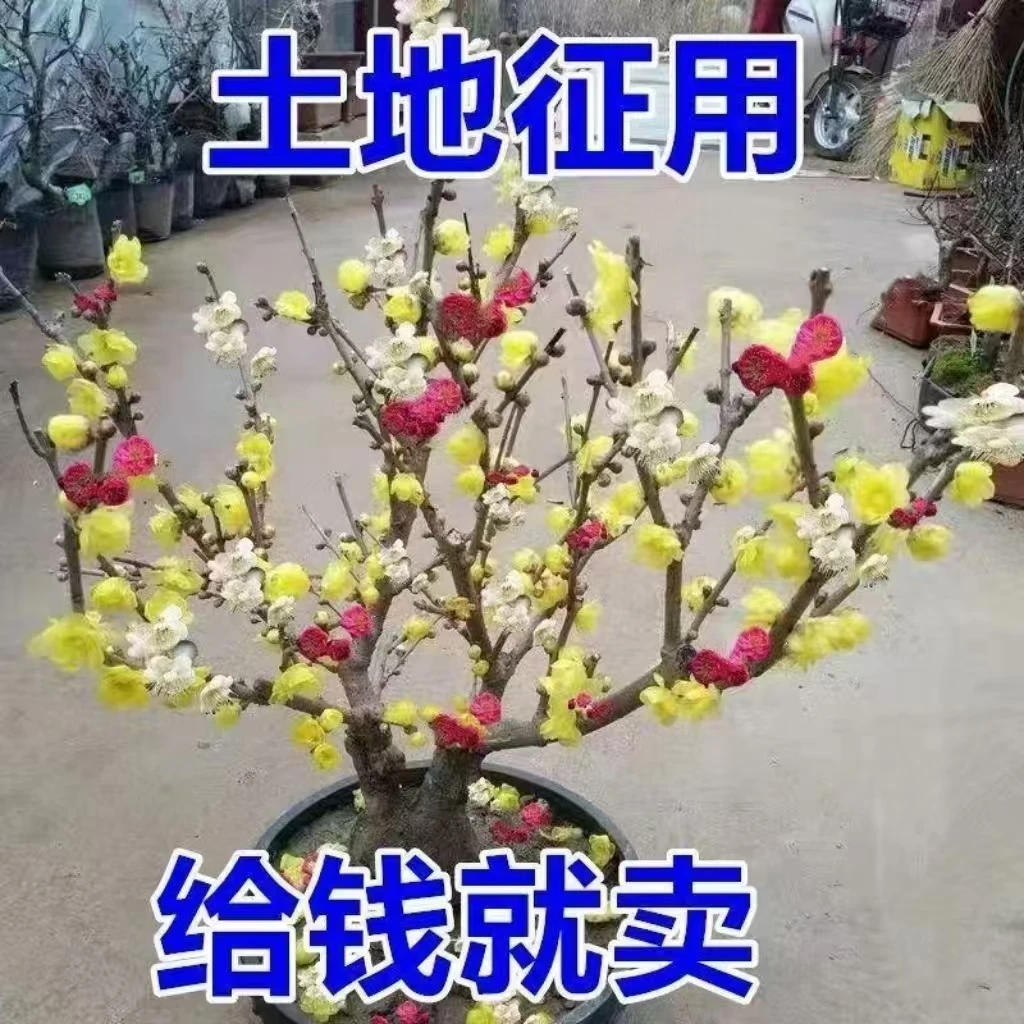 精品【带芽发】冬天开花浓香梅花地栽耐寒懒人花卉好养耐寒腊梅树苗