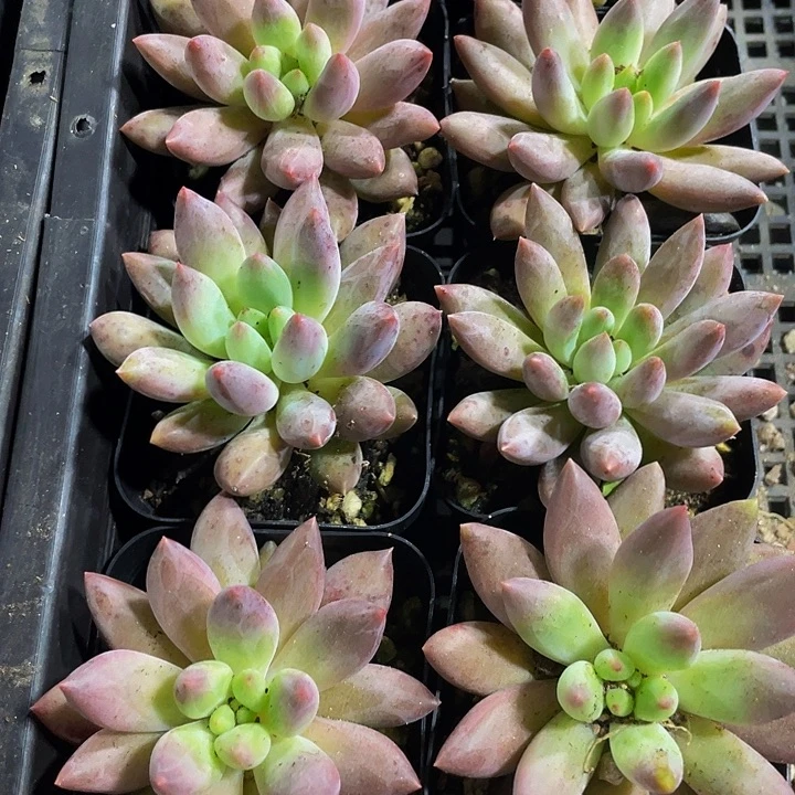 红蜻蜓2.8带盆土发