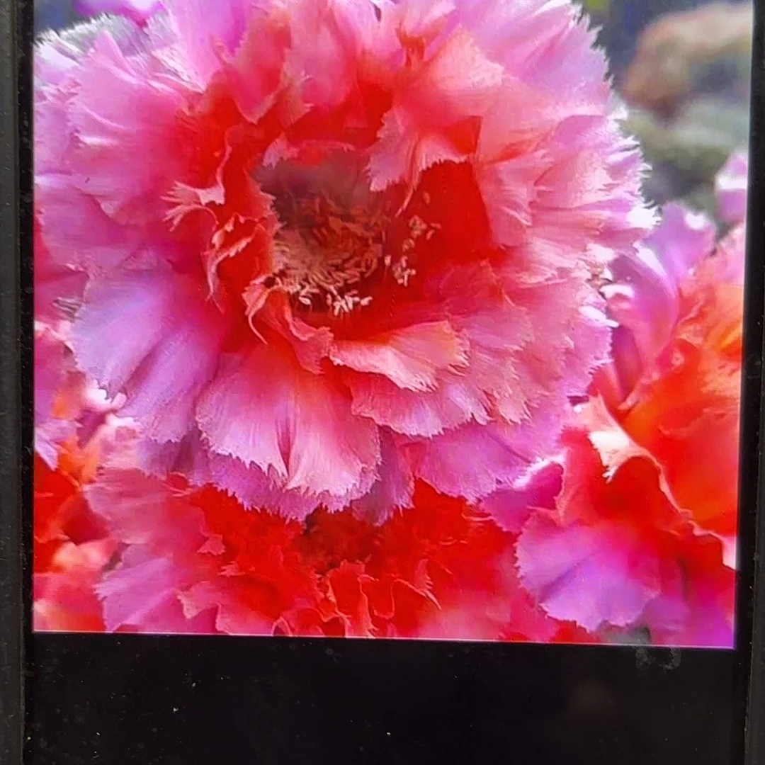 魅羽彩侧牙20包邮仙人球14