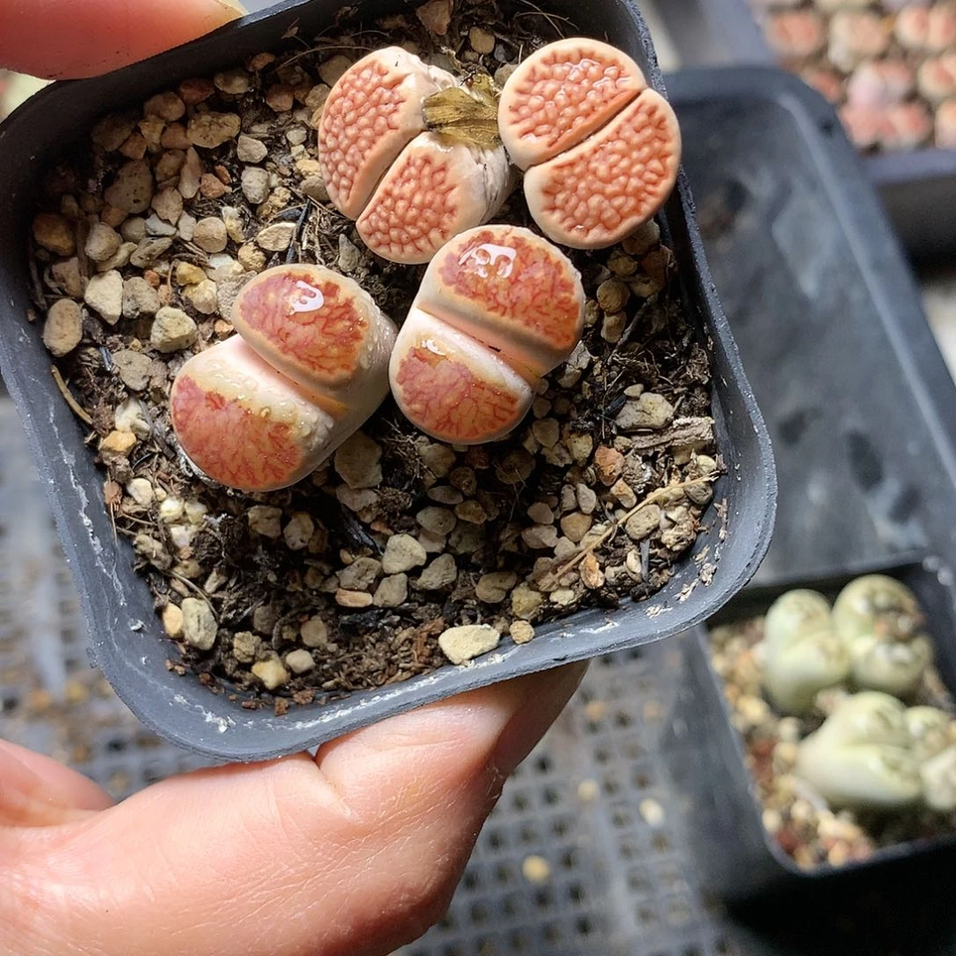 T313多肉植物保护