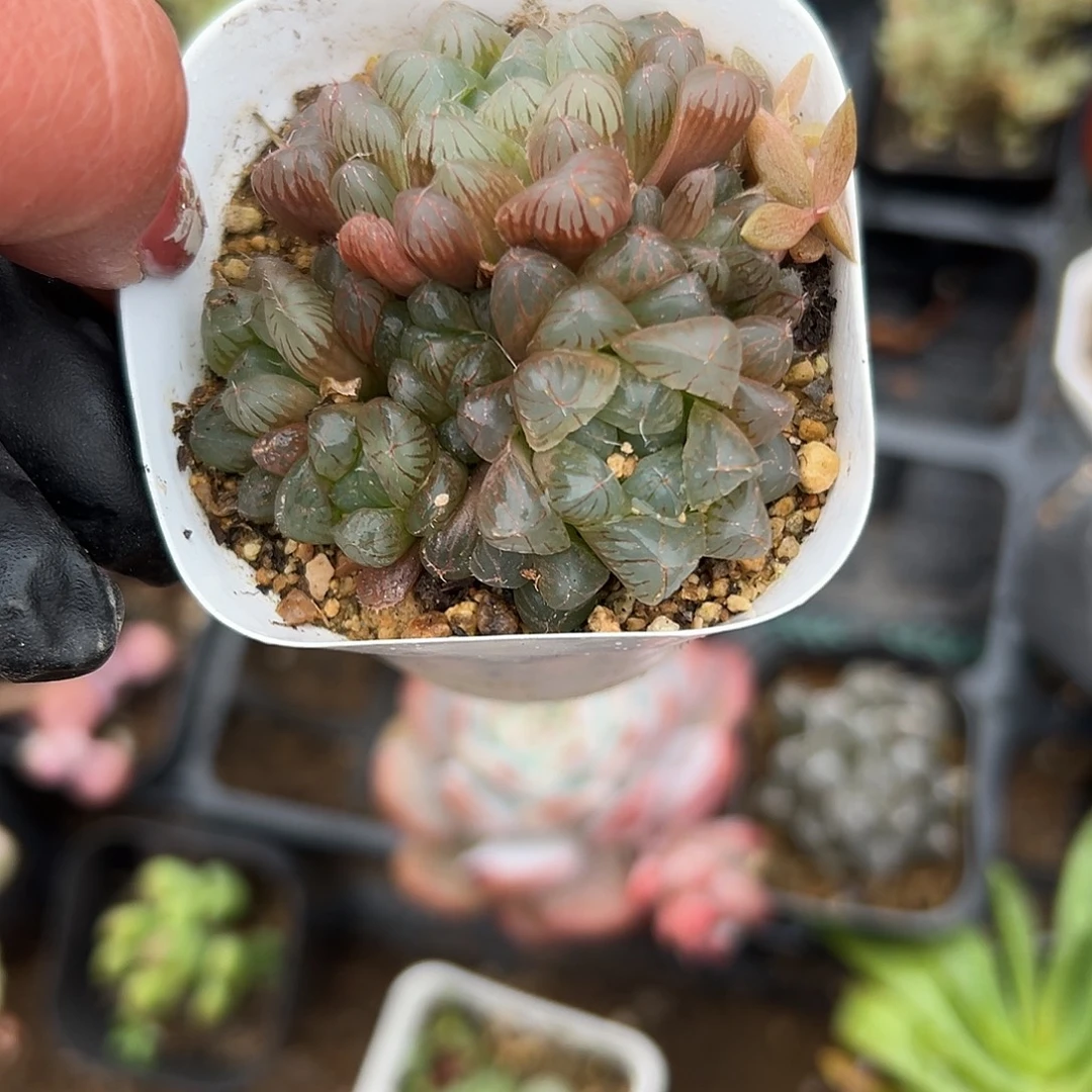 多肉植物籍玉露群