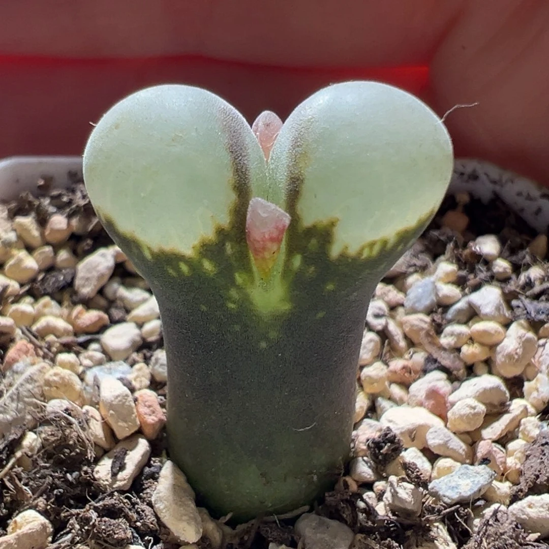 紫体白窗鼓窗 好看 10