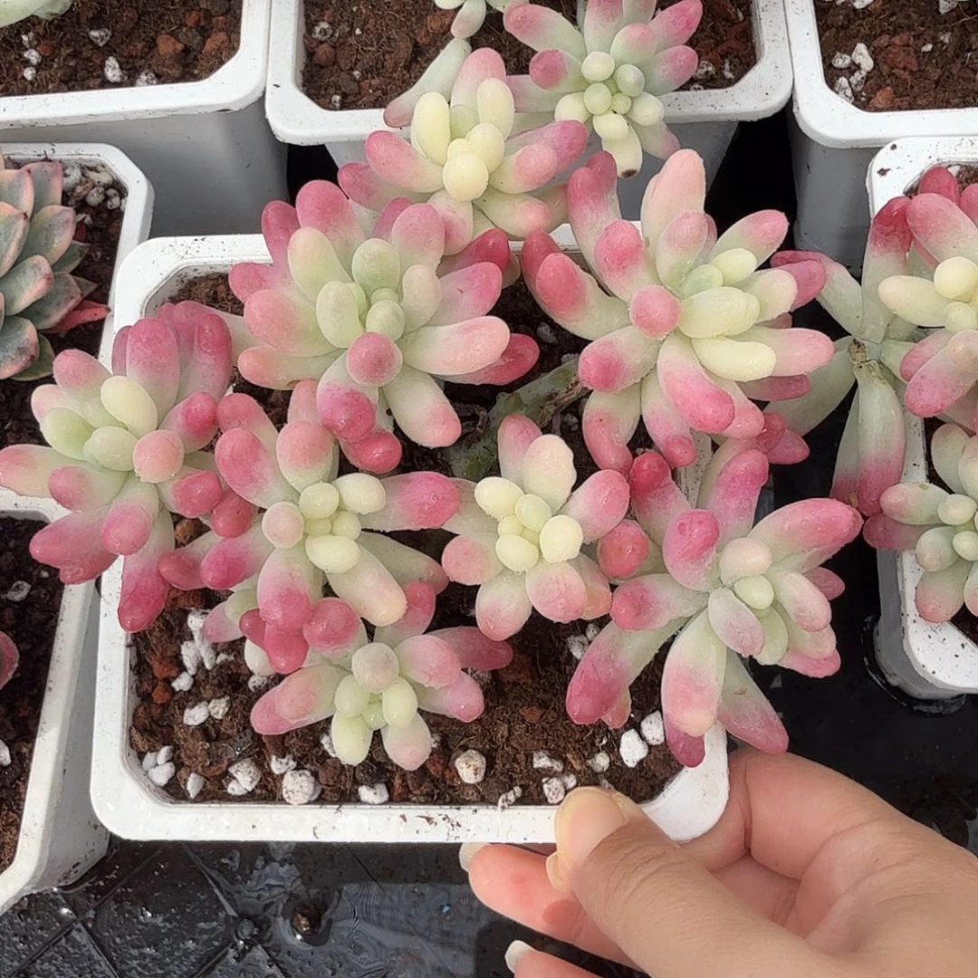 果冻乙女心锦彩锦，多肉植物