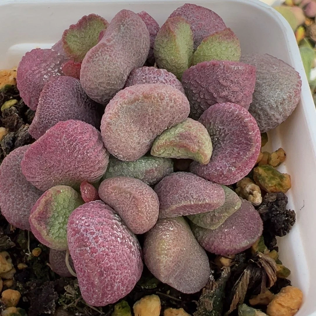 夏娃多头纯木质桩多肉植物水泡