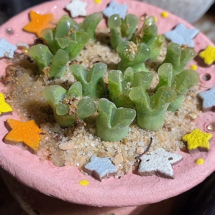 两颗冰风铃。