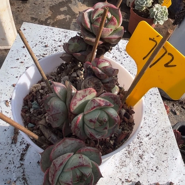 772 0000000000000000