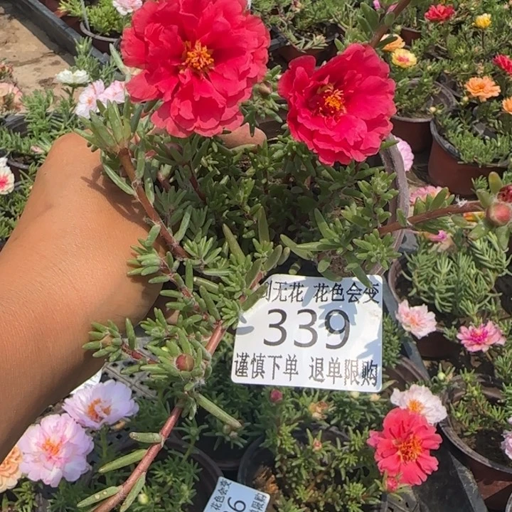 无花朵339红超小苗盆口10cm