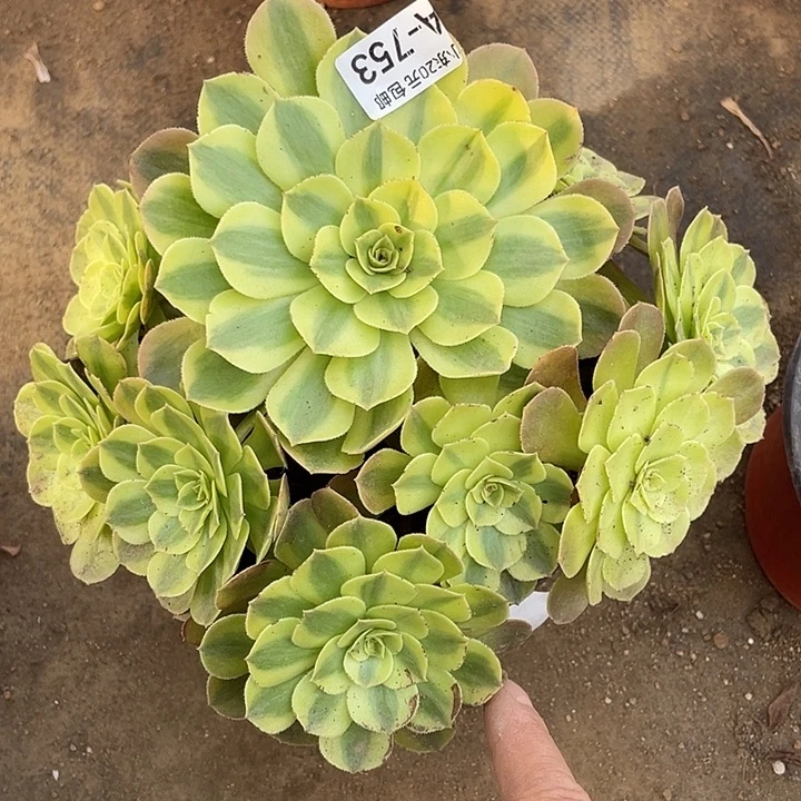 753雨荷多肉植物福利