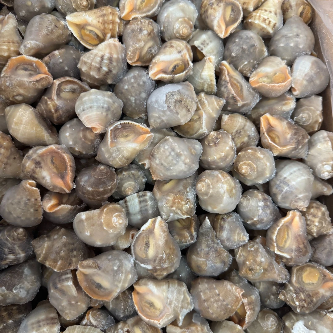 冻煮去脏小豆海螺挂冰5斤，顺丰发货