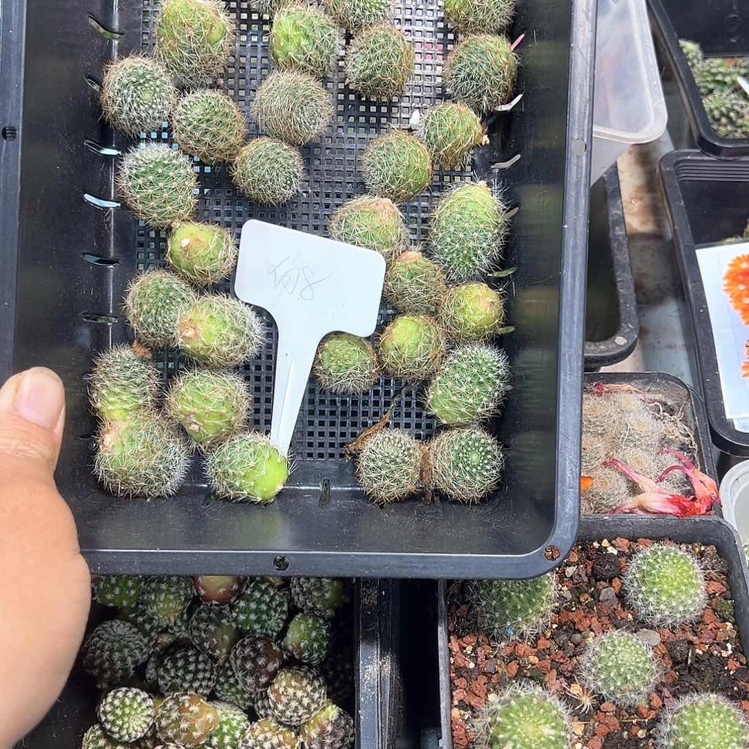 白雪8特价满18包邮