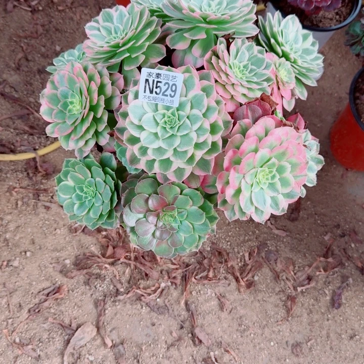 529海王官服38左右2