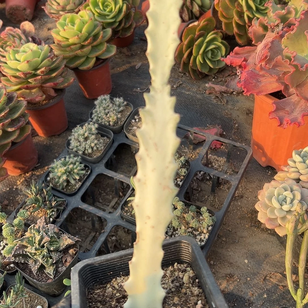 多肉植物龙骨锦单头