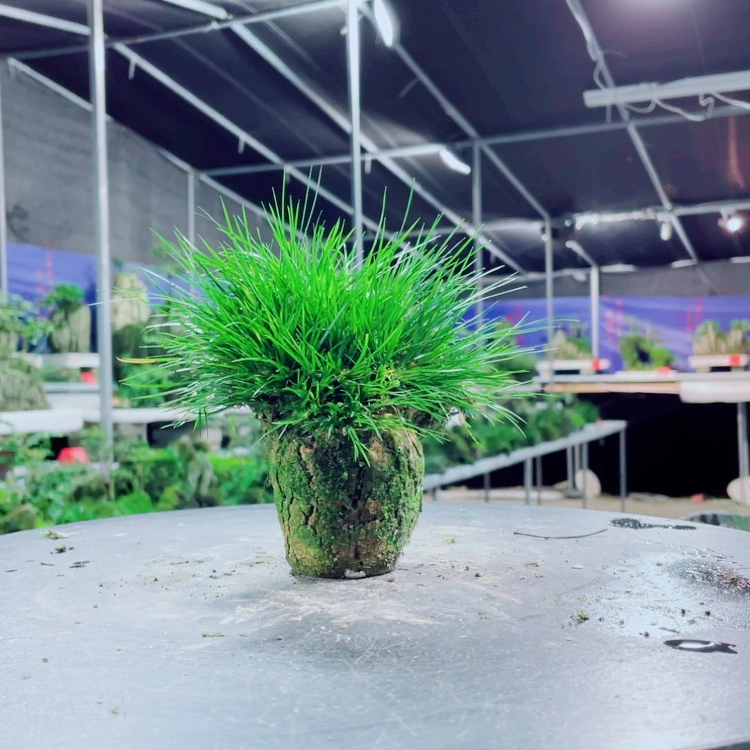 唐***森无花朵好喜欢你这首情歌好