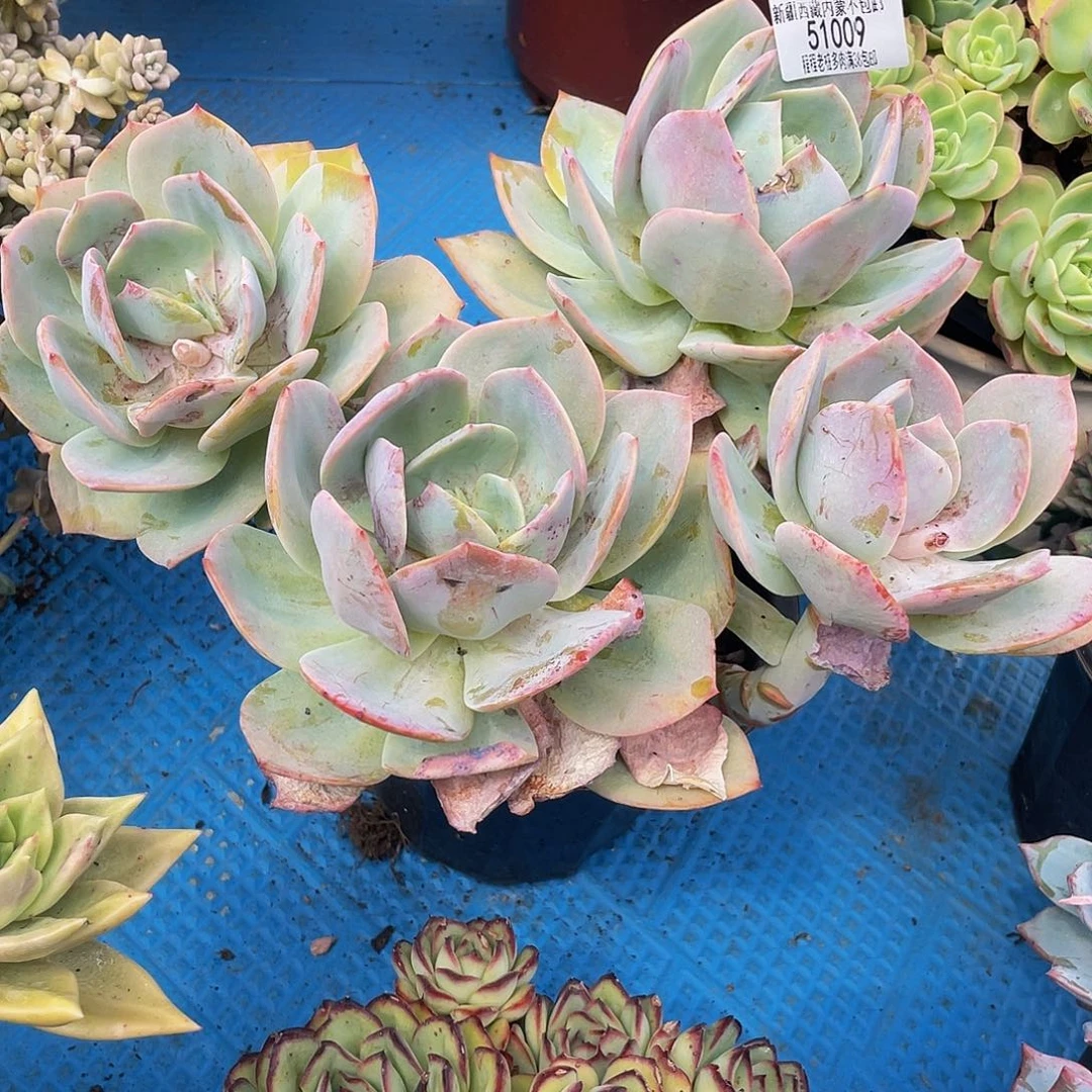 傲***@凤51009多肉