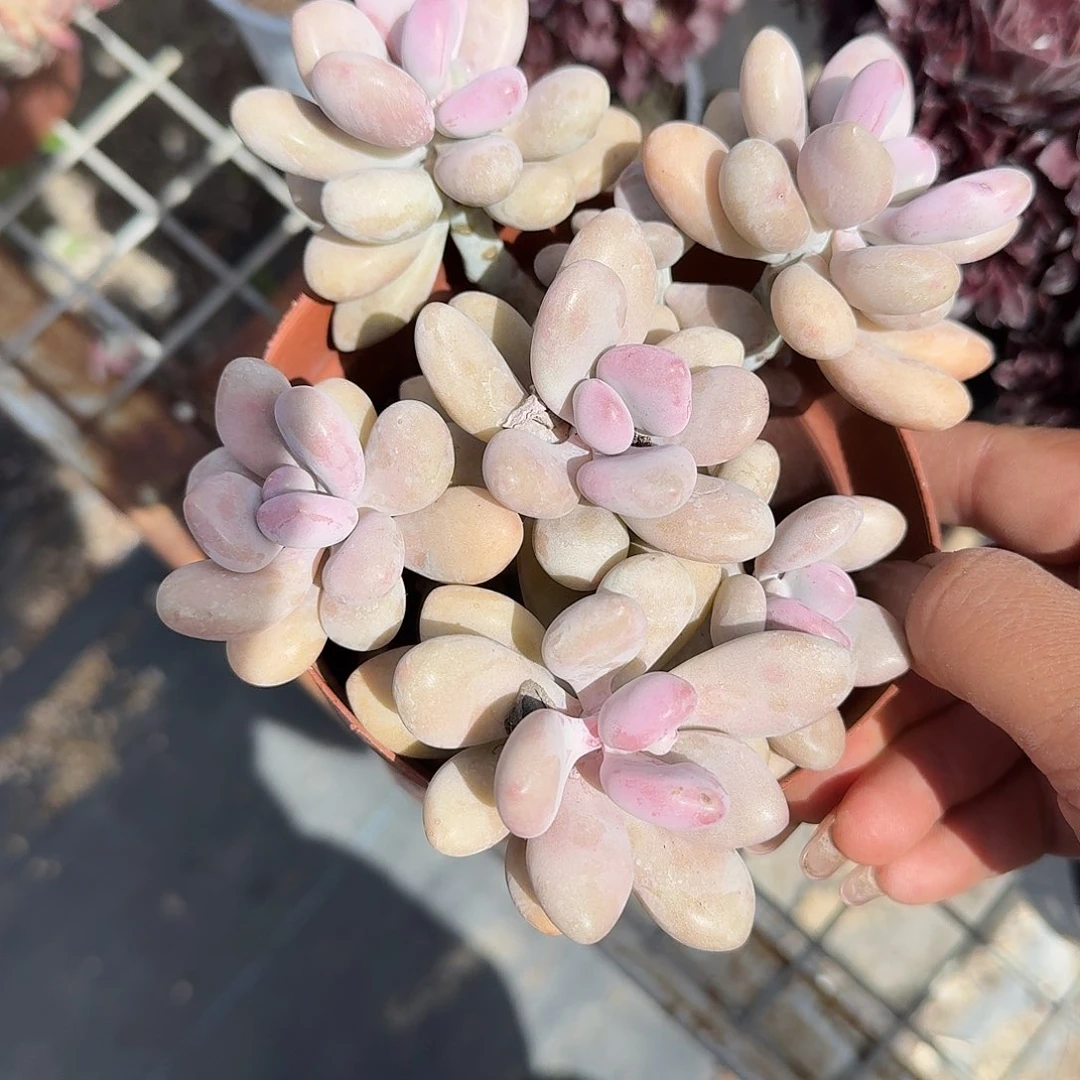 老庄桃蛋多肉植物