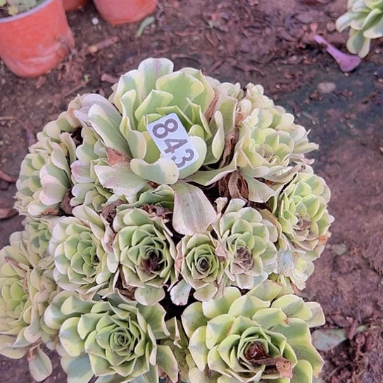 宇***妈多肉植物一种绿豆沙