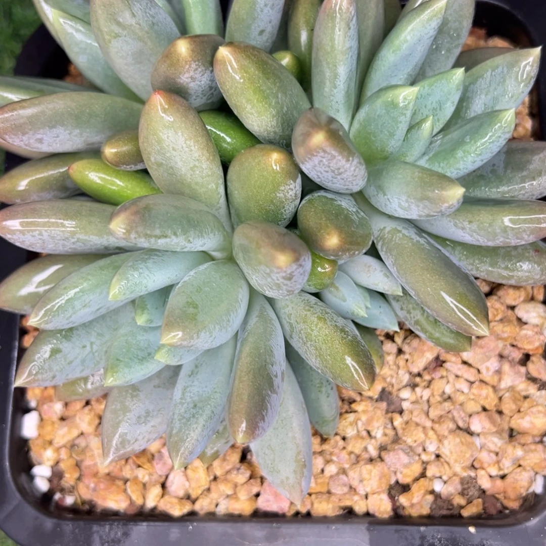 贝***多1111111111111111111111